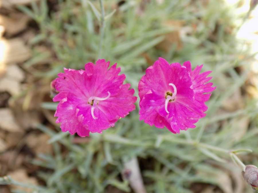 Cheddar Pinks | MSD